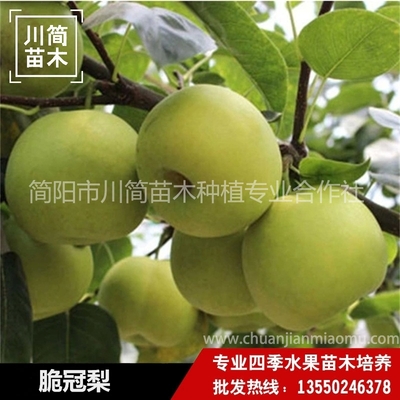 脆冠梨树苗