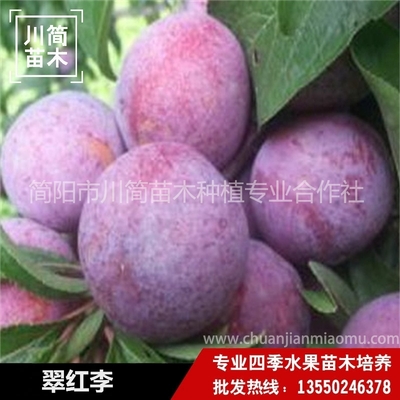 脆红李树苗