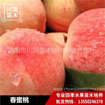 春蜜桃树苗