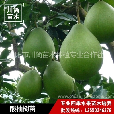 酸柚树苗